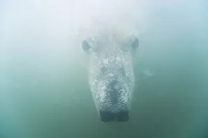 Carnivorous Prints: Underwater view of a young Polar bear (Ursus maritimus) swimming in freezing water