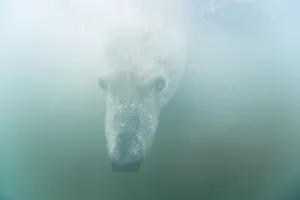 Carnivorous Prints: Underwater view of a young Polar bear (Ursus maritimus) swimming in freezing water