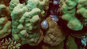 North Africa Prints: Unicellular organisms Bubble algae
