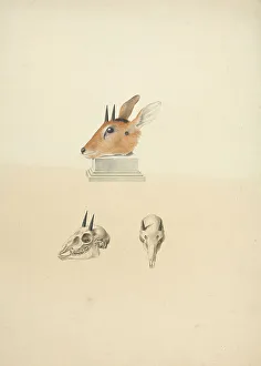 Cream Laid Paper Prints: Unidentified Madogua Dik-dik James Bruce 1730-1794