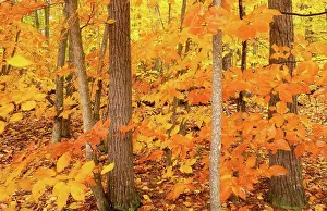 Weather Prints: Unique trees stand out against bright yellow leaves ready to fall as winter sets in