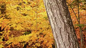 Weather Prints: Unique trees stand out against bright yellow leaves ready to fall as winter sets in
