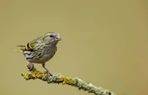Dumfries Prints: United Kingdom, Dumfries, (Eurasian) Siskin (Carduelis spinus) perching on twig