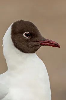 Brown Background Prints: United Kingdom, Norfolk, Black headed Gull (Larus ridibundus) in full summer plumage