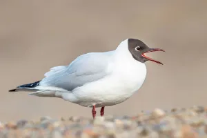 United Kingdom, Norfolk, Black headed Gull (Larus ridibundus) in summer plumage calling with beak open