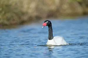 Captured Prints: United Kingdom, Norfolk, Black-necked Swan (Cugnus melancoryphus) swimming