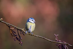 Bluetit Prints: United Kingdom, Norfolk, Blue Tit (Parus caeruleus) adult on branch in woodland