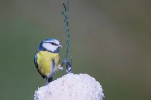 Bluetit Prints: United Kingdom, Norfolk, Blue Tit (Parus caeruleus) adult feeding on fat ball feeder