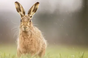Hare Prints: United Kingdom, Norfolk, Brown European Hare (Lepus europaeus)