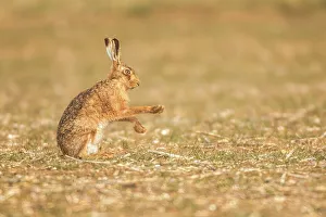 Rearing Up Prints: United Kingdom, Norfolk, Brown European Hare (Lepus europaeus) Air boxing