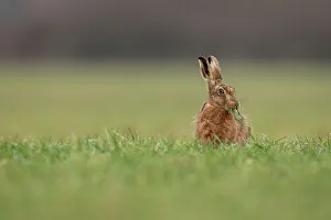 Hare Prints: United Kingdom, Norfolk, Brown European Hare (Lepus europaeus) eating field crops