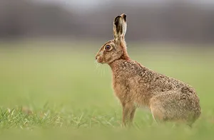 Norfolk Prints: United Kingdom, Norfolk, Brown European Hare (Lepus europaeus) in field