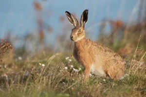 Hare Prints: United Kingdom, Norfolk, Brown Hare (Lepus europaeus) adult in Breckland habitat