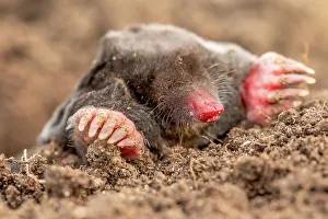 Adaptation Prints: United Kingdom, Norfolk, (Common) Mole (Talpa europaea)