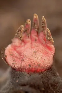 Adaptation Prints: United Kingdom, Norfolk, (Common) Mole (Talpa europaea) front foot showing claws