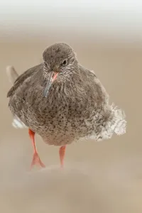 Brown Background Prints: United Kingdom, Norfolk, (common) Redshank (Tringa totanus) searching for food on pebble beach