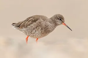 Brown Background Prints: United Kingdom, Norfolk, (common) Redshank (Tringa totanus) searching for food on pebble beach