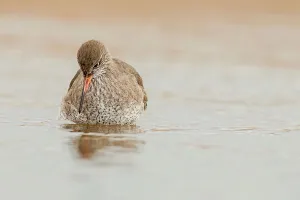 Wading Prints: United Kingdom, Norfolk, (Common) Redshank (Tringa totanus) wading through coastal pool