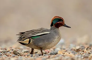 Pebble Prints: United Kingdom, Norfolk, (Common) Teal male (Anas crecca) walking on pebble beach