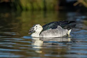 United Kingdom, Norfolk, Knob-billed Duck or comb duck (Sarkidiornis melanotos) male (captive)