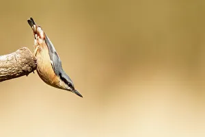 Yellow Background Prints: United Kingdom, Norfolk, Nuthatch (Sittidae) angled perching position
