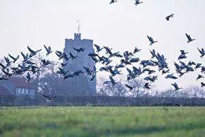 Flock Prints: United Kingdom, Norfolk, Pink-footed goose (Anser brachyrhynchus) flock leaving field of winter wheat