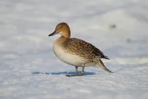 Anas Acuta Prints: United Kingdom, Norfolk, Pintail (Anas acuta) standing on snow
