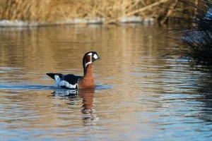 Goose Prints: United Kingdom, Norfolk, Red-breasted Goose (Branta rufocollis) swimming in lake
