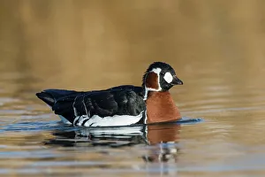 Goose Prints: United Kingdom, Norfolk, Red-breasted Goose (Branta rufocollis) swimming in lake