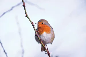 Robin Prints: United Kingdom, Norfolk, Robin (Erithacus rubecula) adult perched on briar branch