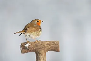 Spade Prints: United Kingdom, Norfolk, Robin (Erithacus rubecula) adult perched on garden spade handle