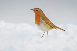 United Kingdom, Norfolk, Robin (Erithacus rubecula) adult perched in snow