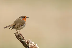 Brown Background Prints: United Kingdom, Norfolk, Robin (European Eritharcus rubercula) perching