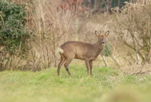 United Kingdom, Norfolk, Roe Deer Buck (Capreolus capreolus) at edge of field in early evening