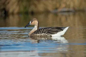 Goose Prints: United Kingdom, Norfolk, Swan Goose (Ansercygnoides) swimming