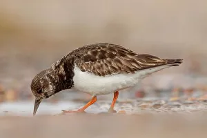 United Kingdom, Norfolk, Turnstone (Arenaria interpres) drinking from puddle