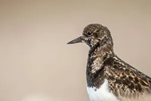 Brown Background Prints: United Kingdom, Norfolk, Turnstone (Arenaria interpres) isolated head shot on pebble beach