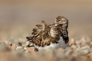 Pebble Prints: United Kingdom, Norfolk, Turnstone (Arenaria interpres) preening on pebble beach