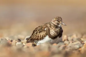 Three Quarter Front View Prints: United Kingdom, Norfolk, Turnstone (Arenaria interpres) resting on pebble beach