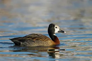 Captured Prints: United Kingdom, Norfolk, White-Faced Whistling Duck (Dendrocygna viduata) swimming (captive)