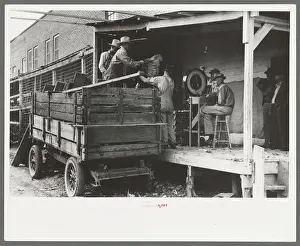 Unloading turkeys at poultry cooperative