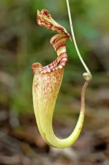 Carnivorous Prints: Upper aerial pitcher of Pitcher plant (Nepenthes rafflesiana) growing in Kerangas Forest