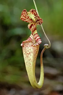 Carnivorous Prints: Upper aerial pitcher of Pitcher plant (Nepenthes rafflesiana) growing in Kerangas Forest