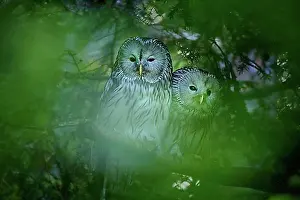 Coniferous Prints: Ural owl (Strix uralensis), two birds sitting in conifer, Bavaria, Germany, Europe