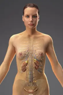 Anatomy Prints: The urinary system (female) within the body viewed from the front