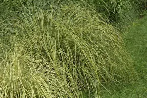 Multitude Prints: Uruguayan pampas grass Gold Band in a garden France