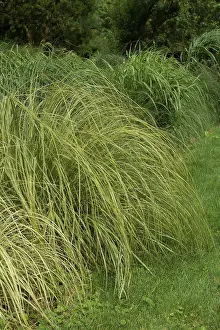 Multitude Prints: Uruguayan pampas grass Gold Band in a garden France