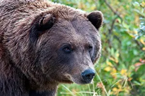 Brown Bear Prints: USA, Alaska, Alaska Wildlife Conservation Center, Brown Bear