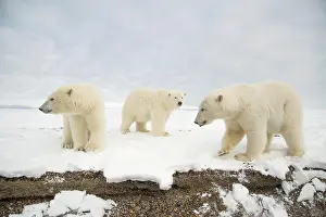 Nanook Prints: USA, Alaska, Beaufort Sea, Bernard Spit, Polar bears (Ursus maritimus) standing on snow