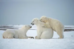 : USA, Alaska, Beaufort Sea, Young polar bears (Ursus maritimus) playing on snow